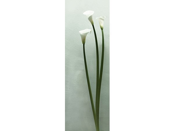 【アイグレボゥ/IGREBOW / GOODS】のカラー / カラー 1 × 3[ CF-617-2 ] インテリア・キッズ・メンズ・レディースファッション・服の通販 founy(ファニー) 　送料無料　Free Shipping　フラット　Flat, Flat Shoes　プリント　Print, Printed Pattern　モダン　Modern, Contemporary　ランダム　Random, Irregular　カラー|ID: prp329100001236497 ipo3291000000030208351