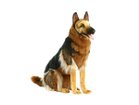【ハンサ/HANSA / GOODS】のGERMAN SHEPHERD SIT. / ジャーマン・シェパード お座り 100 人気、トレンドファッション・服の通販 founy(ファニー) 送料無料 Free Shipping ハンド Hand, Handmade リアル Real, Realistic thumbnail -|ID: prp329100001236572 ipo3291000000030169508