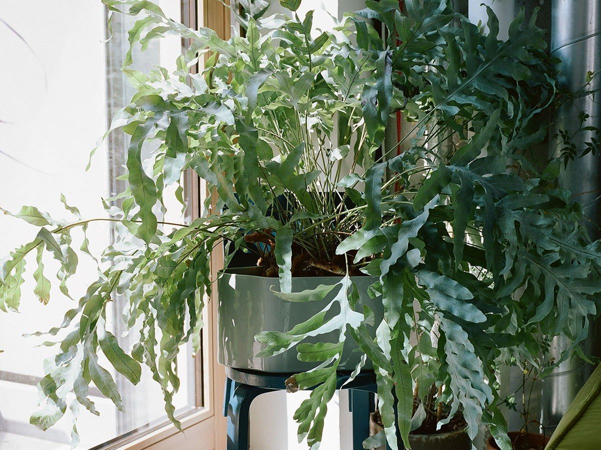 【アルテック/artek / GOODS】のRiihitie Plant Pot A / リーヒティエ プラント ポット A(大) 人気、トレンドファッション・服の通販 founy(ファニー) 　送料無料　Free Shipping　フォルム　Silhouette, Form　ホーム・キャンプ・アウトドア・お取り寄せ　Home Living / Home & Lifestyle / Camping Gear / Outdoor Camping　家具・インテリア　Home Furniture & Interior. Stylish & Functional Living Spaces　その他 インテリア雑貨、家具　Home Decor & Furniture Extras　other-5|ID: prp329100002084948 ipo3291000000031503930
