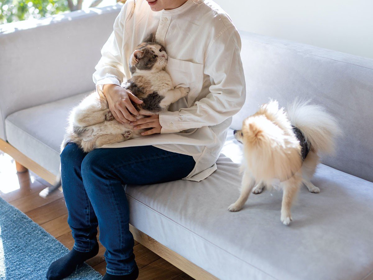 【フミ/Fumi / GOODS】の無駄のないソファ +pet / 無駄のないソファ ベース(ペット対応生地) インテリア・キッズ・メンズ・レディースファッション・服の通販 founy(ファニー) 　クッション　Cushion　コンパクト　Compact　スウェード　Suede　フラット　Flat　ホーム・キャンプ・アウトドア・お取り寄せ　Home,Garden,Outdoor,Camping Gear　家具・インテリア　Furniture　その他 インテリア雑貨、家具　Furniture, Interior, Others　本商品は、ペットの爪が引っかかりにくく、お手入れもしやすい張地を使用したモデルです(参考イメージ)|ID: prp329100002391819 ipo3291000000030205054