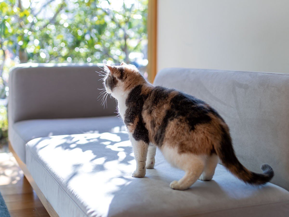 【フミ/Fumi / GOODS】の無駄のないソファ +pet / 無駄のないソファ ベース(ペット対応生地) インテリア・キッズ・メンズ・レディースファッション・服の通販 founy(ファニー) 　クッション　Cushion　コンパクト　Compact　スウェード　Suede　フラット　Flat　ホーム・キャンプ・アウトドア・お取り寄せ　Home,Garden,Outdoor,Camping Gear　家具・インテリア　Furniture　その他 インテリア雑貨、家具　Furniture, Interior, Others　ペット対応生地参考イメージ|ID: prp329100002391819 ipo3291000000030205061