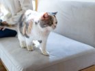 【フミ/Fumi / GOODS】の無駄のないソファ +pet / 無駄のないソファ ベース(ペット対応生地) 人気、トレンドファッション・服の通販 founy(ファニー) クッション Cushion コンパクト Compact スウェード Suede フラット Flat ホーム・キャンプ・アウトドア・お取り寄せ Home,Garden,Outdoor,Camping Gear 家具・インテリア Furniture その他 インテリア雑貨、家具 Furniture, Interior, Others thumbnail ペット対応生地参考イメージ|ID: prp329100002391819 ipo3291000000030205068