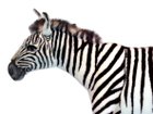 【ハンサ/HANSA / GOODS】のZEBRA STOOL / シマウマ スツール 人気、トレンドファッション・服の通販 founy(ファニー) 送料無料 Free Shipping ハンド Hand リアル Real thumbnail ハンドメイドならではの個性と愛嬌のある表情が魅力です。|ID: prp329100002752444 ipo3291000000030248372