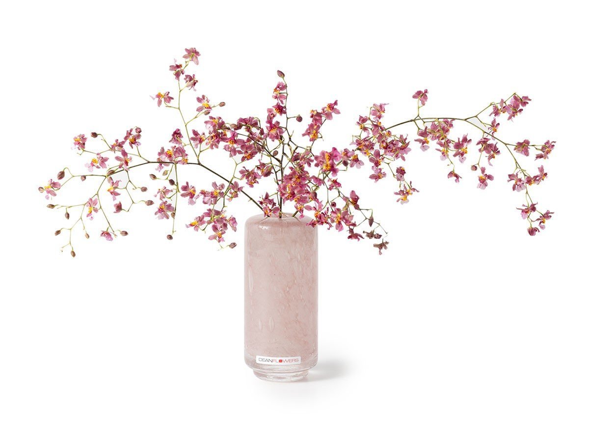 【ヘンリーディーン/Henry Dean / GOODS】のV.Fumiko high XXS / V.フミコ ハイ XXS(スタンダードカラー) インテリア・キッズ・メンズ・レディースファッション・服の通販 founy(ファニー) ガラス Glass, Glassware スタンダード Standard, Basic ハンド Hand, Handmade バランス Balance, Style Balance フラワー Flower, Floral ランダム Random, Irregular ホーム・キャンプ・アウトドア・お取り寄せ Home Living / Home & Lifestyle / Camping Gear / Outdoor Camping 家具・インテリア Home Furniture & Interior. Stylish & Functional Living Spaces その他 インテリア雑貨、家具 Home Decor & Furniture Extras ブロッサム|ID: prp329100003620856 ipo3291000000033832442