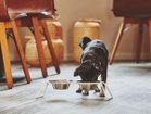 【ミアカラ/MiaCara / GOODS】のCena Dog Feeder / セナ ドッグフィーダー Sサイズ 人気、トレンドファッション・服の通販 founy(ファニー) 送料無料 Free Shipping シリコン スタンド パウダー フレーム メタル 犬 Dog ホーム・キャンプ・アウトドア・お取り寄せ Home,Garden,Outdoor,Camping Gear 家具・インテリア Furniture その他 インテリア雑貨、家具 Furniture, Interior, Others thumbnail 参考イメージ|ID: prp329100003861928 ipo3291000000025409358