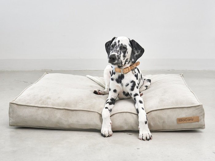 【ミアカラ/MiaCara / GOODS】のCordo Dog Cushion / コールド ドッグクッション Sサイズ インテリア・キッズ・メンズ・レディースファッション・服の通販 founy(ファニー) https://founy.com/ 送料無料 Free Shipping クッション Cushion モダン Modern 犬 Dog ホーム・キャンプ・アウトドア・お取り寄せ Home,Garden,Outdoor,Camping Gear 家具・インテリア Furniture その他 インテリア雑貨、家具 Furniture, Interior, Others |ID: prp329100003861957 ipo3291000000025409523