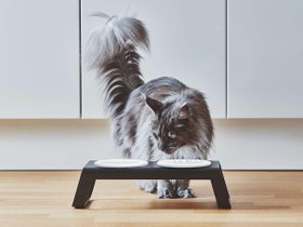 【ミアカラ/MiaCara / GOODS】のDesco Cat Feeder / デスコ キャットフィーダー(アルミ) 人気、トレンドファッション・服の通販 founy(ファニー) 送料無料 Free Shipping エレガント 上品 Elegant シリコン Silicon スタンド Stand フレーム Flame 猫 Cat ホーム・キャンプ・アウトドア・お取り寄せ Home,Garden,Outdoor,Camping Gear 家具・インテリア Furniture その他 インテリア雑貨、家具 Furniture, Interior, Others |ID:prp329100004196032