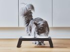 【ミアカラ/MiaCara / GOODS】のDesco Cat Feeder / デスコ キャットフィーダー(アルミ) 人気、トレンドファッション・服の通販 founy(ファニー) 送料無料 Free Shipping エレガント 上品 Elegant シリコン Silicon スタンド Stand フレーム Flame 猫 Cat ホーム・キャンプ・アウトドア・お取り寄せ Home,Garden,Outdoor,Camping Gear 家具・インテリア Furniture その他 インテリア雑貨、家具 Furniture, Interior, Others thumbnail ブラック|ID: prp329100004196032 ipo3291000000029065485