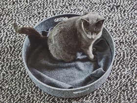 【ミアカラ/MiaCara / GOODS】のCesto Cat Basket&Toy Basket / チェスト キャットベッド & トイバスケット 人気、トレンドファッション・服の通販 founy(ファニー) クッション Cushion 雑誌 Magazine 猫 Cat バスケット Basket フィット Fit フェルト Felt ブランケット Blanket 送料無料 Free Shipping おすすめ Recommend ホーム・キャンプ・アウトドア・お取り寄せ Home,Garden,Outdoor,Camping Gear 家具・インテリア Furniture その他 インテリア雑貨、家具 Furniture, Interior, Others |ID:prp329100004196036