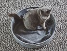 【ミアカラ/MiaCara / GOODS】のCesto Cat Basket&Toy Basket / チェスト キャットベッド & トイバスケット 人気、トレンドファッション・服の通販 founy(ファニー) クッション Cushion 雑誌 Magazine 猫 Cat バスケット Basket フィット Fit フェルト Felt ブランケット Blanket 送料無料 Free Shipping おすすめ Recommend ホーム・キャンプ・アウトドア・お取り寄せ Home,Garden,Outdoor,Camping Gear 家具・インテリア Furniture その他 インテリア雑貨、家具 Furniture, Interior, Others thumbnail コンクリート|ID: prp329100004196036 ipo3291000000029065509