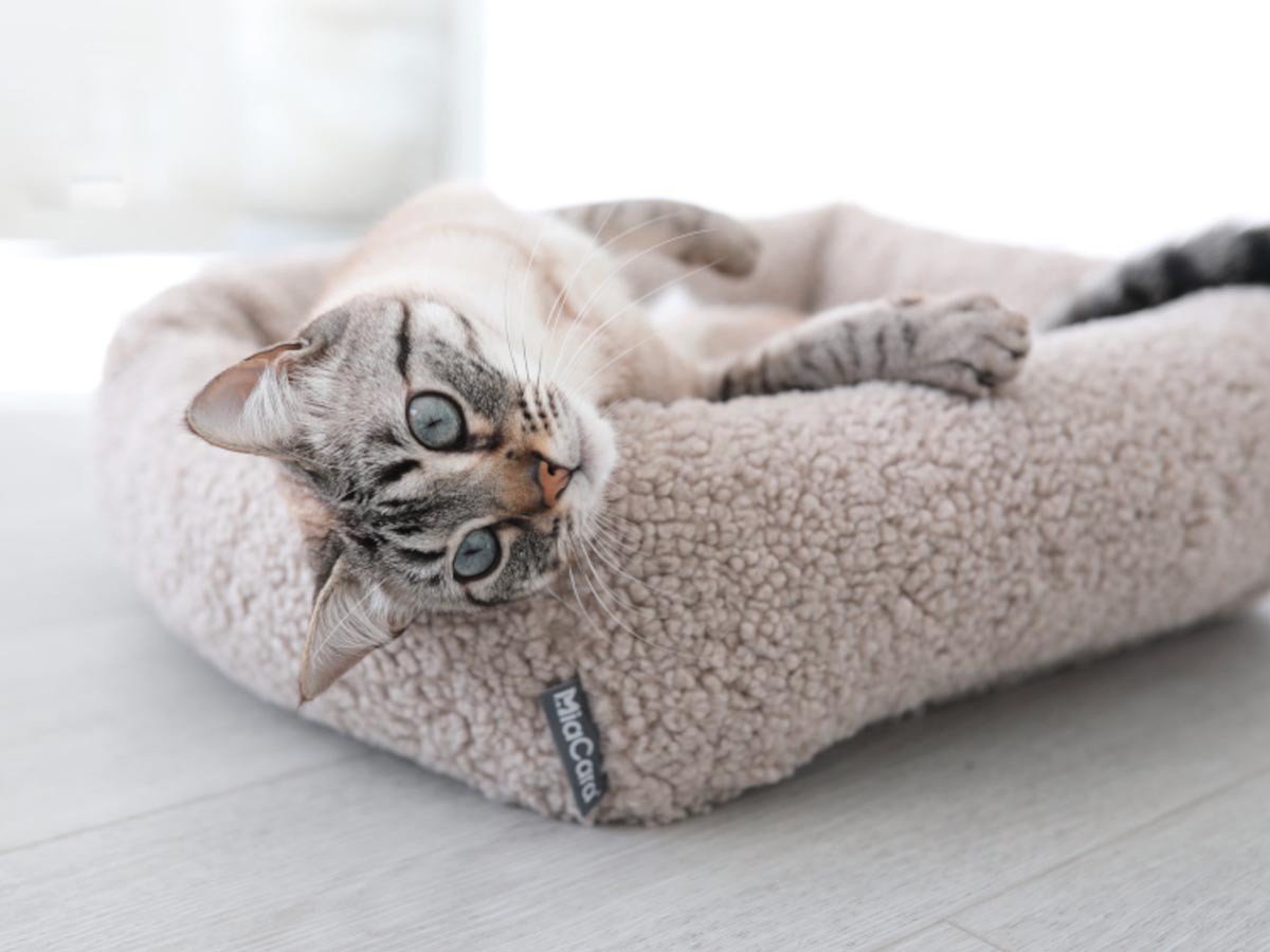 【ミアカラ/MiaCara / GOODS】のSenso Cat Bed / センソ キャットベッド 人気、トレンドファッション・服の通販 founy(ファニー) 　送料無料　Free Shipping　ボックス　Box　猫　Cat　ホーム・キャンプ・アウトドア・お取り寄せ　Home,Garden,Outdoor,Camping Gear　家具・インテリア　Home Furniture & Interior. Stylish & Functional Living Spaces　その他 インテリア雑貨、家具　Furniture, Interior, Others　other-5|ID: prp329100004196043 ipo3291000000031469190