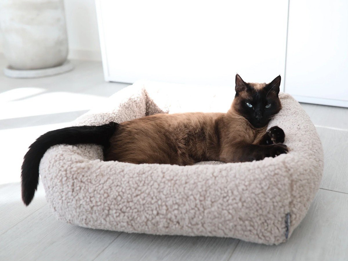 【ミアカラ/MiaCara / GOODS】のSenso Cat Bed / センソ キャットベッド 人気、トレンドファッション・服の通販 founy(ファニー) 　送料無料　Free Shipping　ボックス　Box　猫　Cat　ホーム・キャンプ・アウトドア・お取り寄せ　Home,Garden,Outdoor,Camping Gear　家具・インテリア　Home Furniture & Interior. Stylish & Functional Living Spaces　その他 インテリア雑貨、家具　Furniture, Interior, Others　other-6|ID: prp329100004196043 ipo3291000000031469191