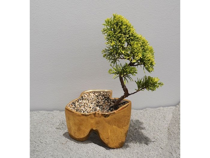 【ココン ボンサイ/KOKON BONSAI / GOODS】の大地 - DAICHI / 大地(メッキ塗装)+ 盆栽 黄金真柏 インテリア・キッズ・メンズ・レディースファッション・服の通販 founy(ファニー) https://founy.com/ 春 Spring バケツ Bucket, Bucket Style モコモコ Fuzzy, Fluffy 冬 Winter / This Winter S/S・春夏 SS, Spring/Summer, Warm Season 送料無料 Free Shipping おすすめ Recommended / Our Picks 夏 Summer ホーム・キャンプ・アウトドア・お取り寄せ Home Living / Home & Lifestyle / Camping Gear / Outdoor Camping 家具・インテリア Home Furniture & Interior. Stylish & Functional Living Spaces その他 インテリア雑貨、家具 Home Decor & Furniture Extras |ID: prp329100004348309 ipo3291000000030359512