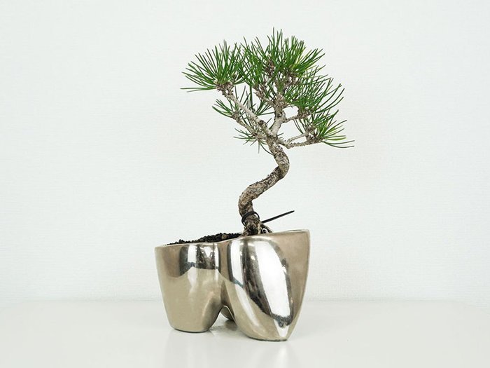 【ココン ボンサイ/KOKON BONSAI / GOODS】の大地 - DAICHI / 大地(メッキ塗装)+ 盆栽 黄金真柏 インテリア・キッズ・メンズ・レディースファッション・服の通販 founy(ファニー) https://founy.com/ 春 Spring バケツ Bucket, Bucket Style モコモコ Fuzzy, Fluffy 冬 Winter / This Winter S/S・春夏 SS, Spring/Summer, Warm Season 送料無料 Free Shipping おすすめ Recommended / Our Picks 夏 Summer ホーム・キャンプ・アウトドア・お取り寄せ Home Living / Home & Lifestyle / Camping Gear / Outdoor Camping 家具・インテリア Home Furniture & Interior. Stylish & Functional Living Spaces その他 インテリア雑貨、家具 Home Decor & Furniture Extras |ID: prp329100004348309 ipo3291000000030359517