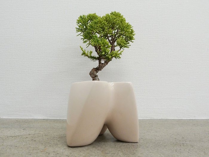 【ココン ボンサイ/KOKON BONSAI / GOODS】の大地 - DAICHI / 大地 + 盆栽 黄金真柏 インテリア・キッズ・メンズ・レディースファッション・服の通販 founy(ファニー) https://founy.com/ 春 Spring バケツ Bucket, Bucket Style モコモコ Fuzzy, Fluffy 冬 Winter / This Winter S/S・春夏 SS, Spring/Summer, Warm Season 送料無料 Free Shipping おすすめ Recommended / Our Picks 夏 Summer ホーム・キャンプ・アウトドア・お取り寄せ Home Living / Home & Lifestyle / Camping Gear / Outdoor Camping 家具・インテリア Home Furniture & Interior. Stylish & Functional Living Spaces その他 インテリア雑貨、家具 Home Decor & Furniture Extras |ID: prp329100004348310 ipo3291000000030359518
