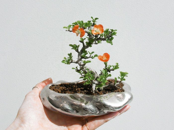 【ココン ボンサイ/KOKON BONSAI / GOODS】の浮雲 - UKIGUMO / 浮雲(メッキ塗装)+ 盆栽 長寿梅 インテリア・キッズ・メンズ・レディースファッション・服の通販 founy(ファニー) https://founy.com/ 春 Spring 人気 Popular, Best Seller バケツ Bucket, Bucket Style モダン Modern, Contemporary 冬 Winter / This Winter S/S・春夏 SS, Spring/Summer, Warm Season 送料無料 Free Shipping おすすめ Recommended / Our Picks 夏 Summer ホーム・キャンプ・アウトドア・お取り寄せ Home Living / Home & Lifestyle / Camping Gear / Outdoor Camping 家具・インテリア Home Furniture & Interior. Stylish & Functional Living Spaces その他 インテリア雑貨、家具 Home Decor & Furniture Extras |ID: prp329100004348311 ipo3291000000030359532