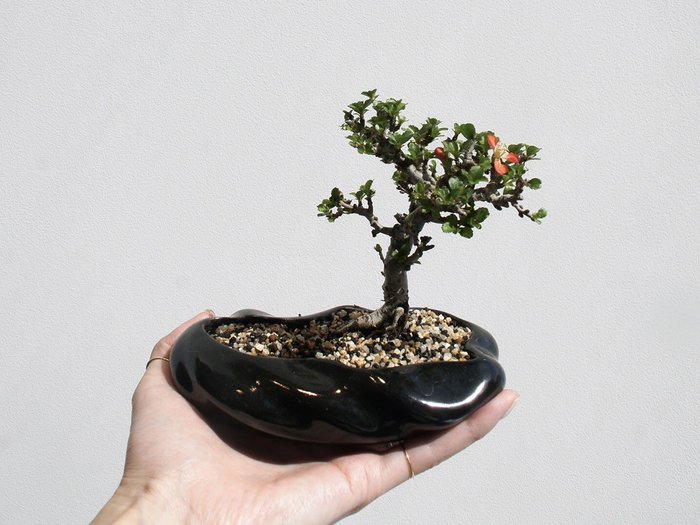 【ココン ボンサイ/KOKON BONSAI / GOODS】の浮雲 - UKIGUMO / 浮雲 + 盆栽 長寿梅 インテリア・キッズ・メンズ・レディースファッション・服の通販 founy(ファニー) https://founy.com/ 春 Spring 人気 Popular, Best Seller バケツ Bucket, Bucket Style モダン Modern, Contemporary 冬 Winter / This Winter S/S・春夏 SS, Spring/Summer, Warm Season 送料無料 Free Shipping おすすめ Recommended / Our Picks 夏 Summer ホーム・キャンプ・アウトドア・お取り寄せ Home Living / Home & Lifestyle / Camping Gear / Outdoor Camping 家具・インテリア Home Furniture & Interior. Stylish & Functional Living Spaces その他 インテリア雑貨、家具 Home Decor & Furniture Extras |ID: prp329100004348312 ipo3291000000030359541