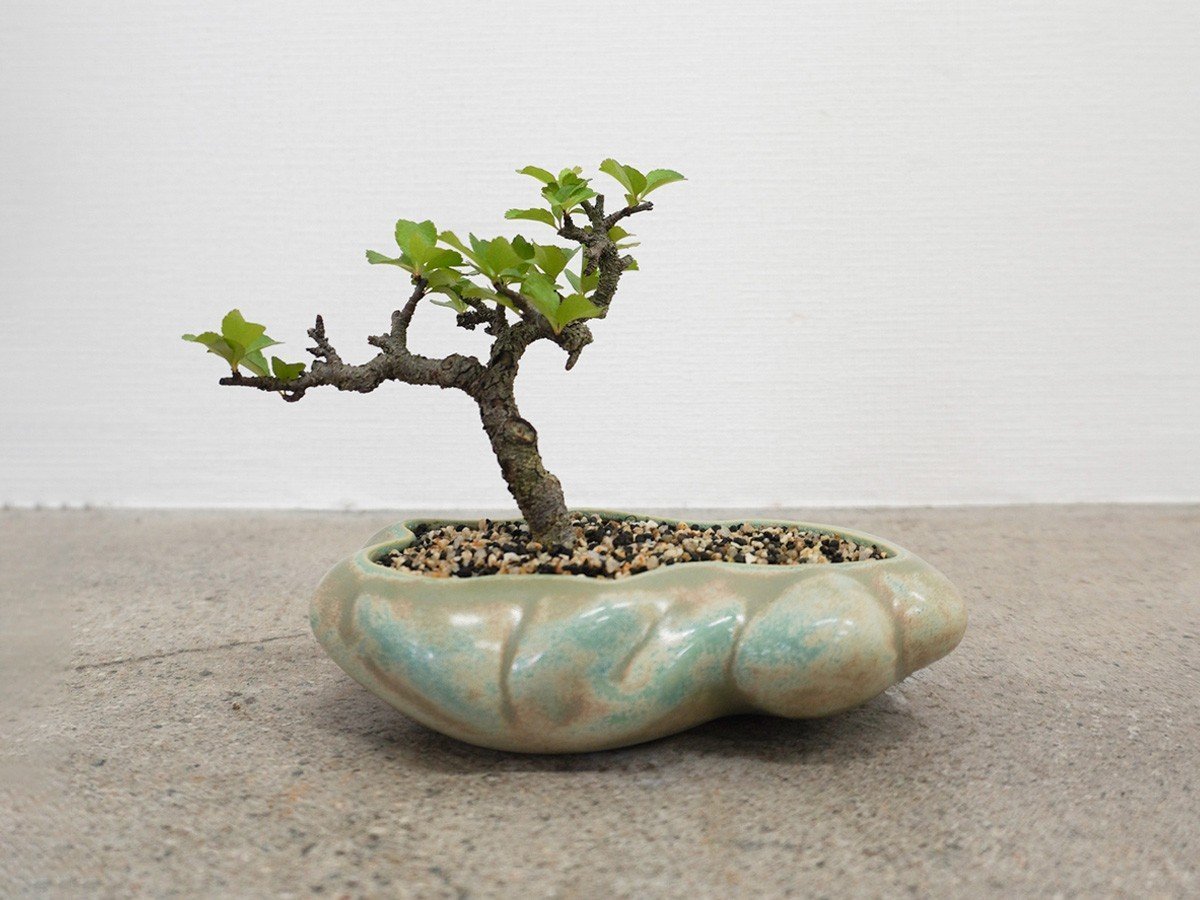 【ココン ボンサイ/KOKON BONSAI / GOODS】の浮雲 - UKIGUMO / 浮雲 + 盆栽 長寿梅 インテリア・キッズ・メンズ・レディースファッション・服の通販 founy(ファニー) 春 Spring 人気 Popular, Best Seller バケツ Bucket, Bucket Style モダン Modern, Contemporary 冬 Winter / This Winter S/S・春夏 SS, Spring/Summer, Warm Season 送料無料 Free Shipping おすすめ Recommended / Our Picks 夏 Summer ホーム・キャンプ・アウトドア・お取り寄せ Home Living / Home & Lifestyle / Camping Gear / Outdoor Camping 家具・インテリア Home Furniture & Interior. Stylish & Functional Living Spaces その他 インテリア雑貨、家具 Home Decor & Furniture Extras きせきみどり|ID: prp329100004348312 ipo3291000000035514123