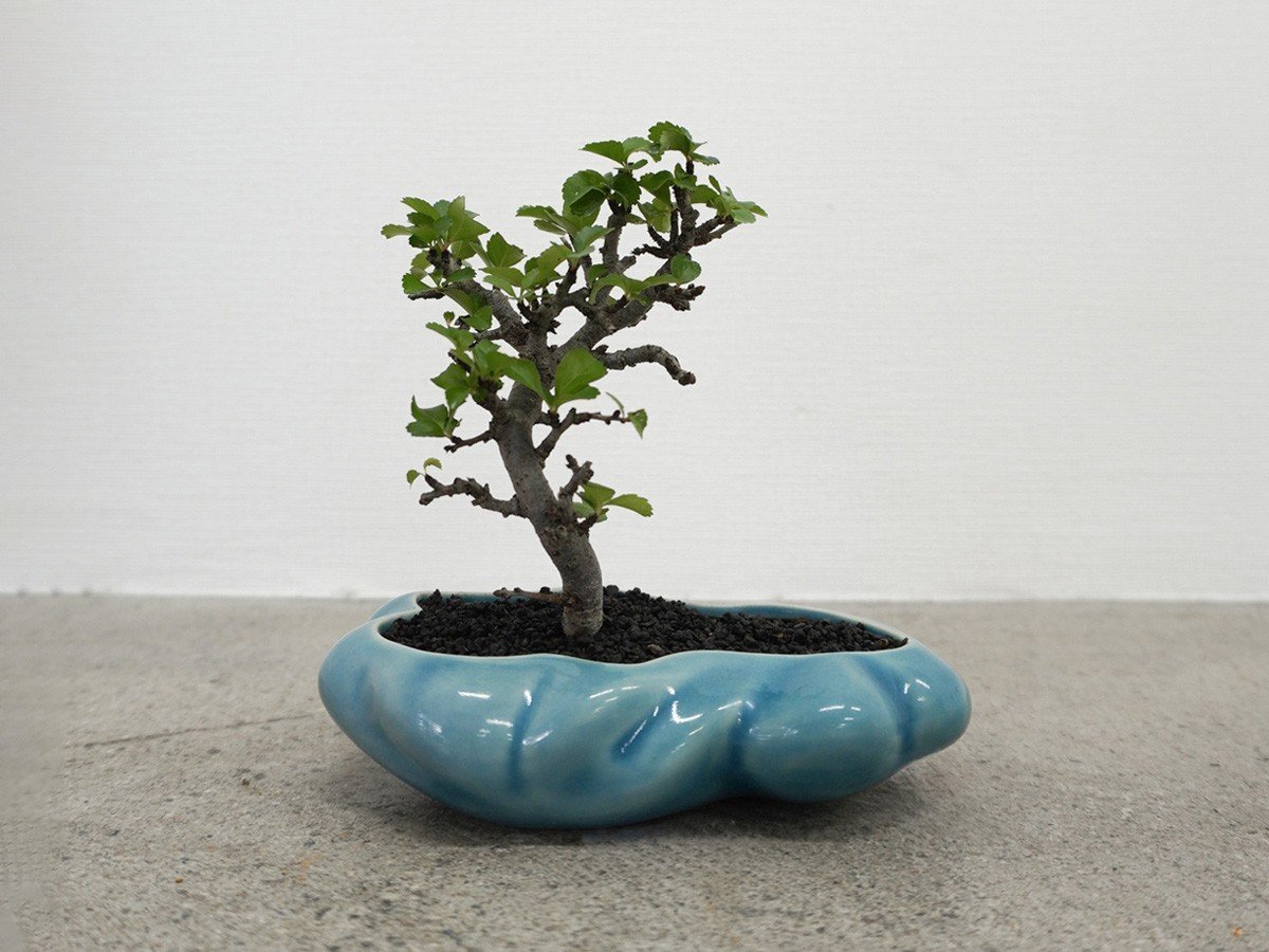 【ココン ボンサイ/KOKON BONSAI / GOODS】の浮雲 - UKIGUMO / 浮雲 + 盆栽 長寿梅 インテリア・キッズ・メンズ・レディースファッション・服の通販 founy(ファニー) 春 Spring 人気 Popular, Best Seller バケツ Bucket, Bucket Style モダン Modern, Contemporary 冬 Winter / This Winter S/S・春夏 SS, Spring/Summer, Warm Season 送料無料 Free Shipping おすすめ Recommended / Our Picks 夏 Summer ホーム・キャンプ・アウトドア・お取り寄せ Home Living / Home & Lifestyle / Camping Gear / Outdoor Camping 家具・インテリア Home Furniture & Interior. Stylish & Functional Living Spaces その他 インテリア雑貨、家具 Home Decor & Furniture Extras 群青|ID: prp329100004348312 ipo3291000000035514125