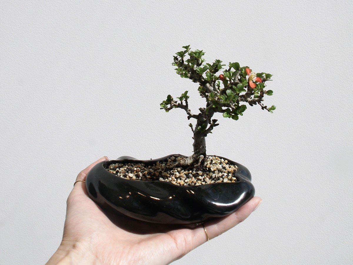 【ココン ボンサイ/KOKON BONSAI / GOODS】の浮雲 - UKIGUMO / 浮雲 + 盆栽 長寿梅 インテリア・キッズ・メンズ・レディースファッション・服の通販 founy(ファニー) 春 Spring 人気 Popular, Best Seller バケツ Bucket, Bucket Style モダン Modern, Contemporary 冬 Winter / This Winter S/S・春夏 SS, Spring/Summer, Warm Season 送料無料 Free Shipping おすすめ Recommended / Our Picks 夏 Summer ホーム・キャンプ・アウトドア・お取り寄せ Home Living / Home & Lifestyle / Camping Gear / Outdoor Camping 家具・インテリア Home Furniture & Interior. Stylish & Functional Living Spaces その他 インテリア雑貨、家具 Home Decor & Furniture Extras 漆黒|ID: prp329100004348312 ipo3291000000035514128