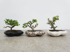 【ココン ボンサイ/KOKON BONSAI / GOODS】の浮雲 - UKIGUMO / 浮雲 + 盆栽 長寿梅 盆栽は1点ごとに大きさや枝ぶりが異なります。|ID: prp329100004348312 ipo3291000000035514130