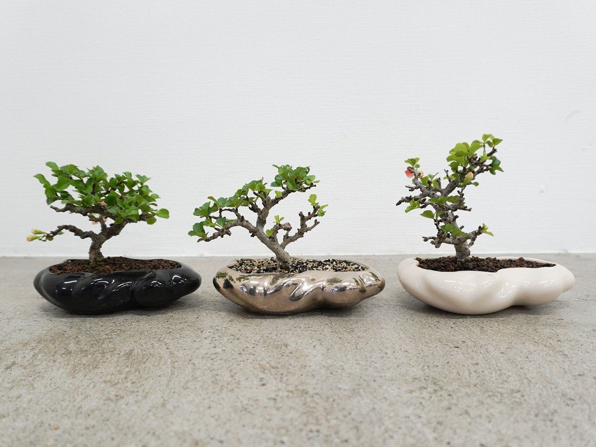 【ココン ボンサイ/KOKON BONSAI / GOODS】の浮雲 - UKIGUMO / 浮雲 + 盆栽 長寿梅 インテリア・キッズ・メンズ・レディースファッション・服の通販 founy(ファニー) 春 Spring 人気 Popular, Best Seller バケツ Bucket, Bucket Style モダン Modern, Contemporary 冬 Winter / This Winter S/S・春夏 SS, Spring/Summer, Warm Season 送料無料 Free Shipping おすすめ Recommended / Our Picks 夏 Summer ホーム・キャンプ・アウトドア・お取り寄せ Home Living / Home & Lifestyle / Camping Gear / Outdoor Camping 家具・インテリア Home Furniture & Interior. Stylish & Functional Living Spaces その他 インテリア雑貨、家具 Home Decor & Furniture Extras 盆栽は1点ごとに大きさや枝ぶりが異なります。|ID: prp329100004348312 ipo3291000000035514130