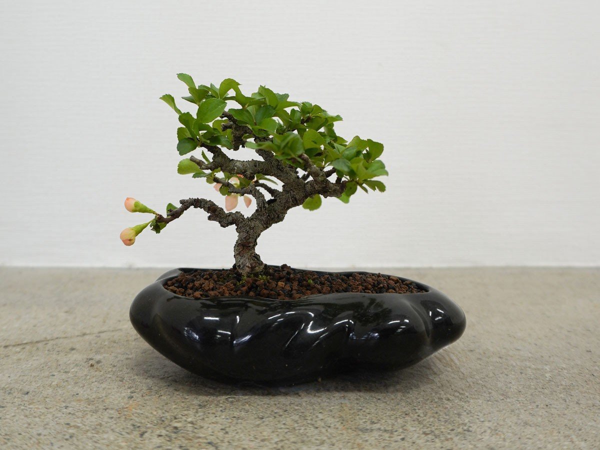 【ココン ボンサイ/KOKON BONSAI / GOODS】の浮雲 - UKIGUMO / 浮雲 + 盆栽 長寿梅 インテリア・キッズ・メンズ・レディースファッション・服の通販 founy(ファニー) 春 Spring 人気 Popular, Best Seller バケツ Bucket, Bucket Style モダン Modern, Contemporary 冬 Winter / This Winter S/S・春夏 SS, Spring/Summer, Warm Season 送料無料 Free Shipping おすすめ Recommended / Our Picks 夏 Summer ホーム・キャンプ・アウトドア・お取り寄せ Home Living / Home & Lifestyle / Camping Gear / Outdoor Camping 家具・インテリア Home Furniture & Interior. Stylish & Functional Living Spaces その他 インテリア雑貨、家具 Home Decor & Furniture Extras 漆黒|ID: prp329100004348312 ipo3291000000035514143
