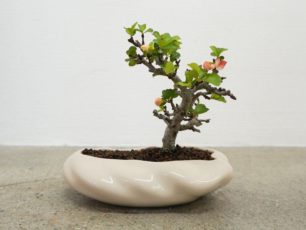 【ココン ボンサイ/KOKON BONSAI / GOODS】の浮雲 - UKIGUMO / 浮雲 + 盆栽 長寿梅 インテリア・キッズ・メンズ・レディースファッション・服の通販 founy(ファニー) 春 Spring 人気 Popular, Best Seller バケツ Bucket, Bucket Style モダン Modern, Contemporary 冬 Winter / This Winter S/S・春夏 SS, Spring/Summer, Warm Season 送料無料 Free Shipping おすすめ Recommended / Our Picks 夏 Summer ホーム・キャンプ・アウトドア・お取り寄せ Home Living / Home & Lifestyle / Camping Gear / Outdoor Camping 家具・インテリア Home Furniture & Interior. Stylish & Functional Living Spaces その他 インテリア雑貨、家具 Home Decor & Furniture Extras めれんげ|ID: prp329100004348312 ipo3291000000035514145