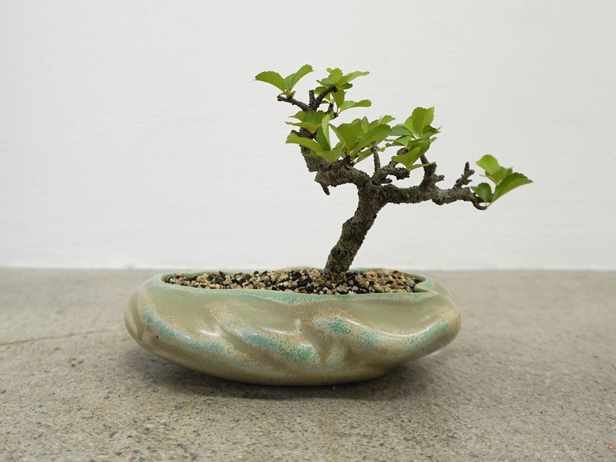 【ココン ボンサイ/KOKON BONSAI / GOODS】の浮雲 - UKIGUMO / 浮雲 + 盆栽 長寿梅 インテリア・キッズ・メンズ・レディースファッション・服の通販 founy(ファニー) 春 Spring 人気 Popular, Best Seller バケツ Bucket, Bucket Style モダン Modern, Contemporary 冬 Winter / This Winter S/S・春夏 SS, Spring/Summer, Warm Season 送料無料 Free Shipping おすすめ Recommended / Our Picks 夏 Summer ホーム・キャンプ・アウトドア・お取り寄せ Home Living / Home & Lifestyle / Camping Gear / Outdoor Camping 家具・インテリア Home Furniture & Interior. Stylish & Functional Living Spaces その他 インテリア雑貨、家具 Home Decor & Furniture Extras きせきみどり|ID: prp329100004348312 ipo3291000000035514147