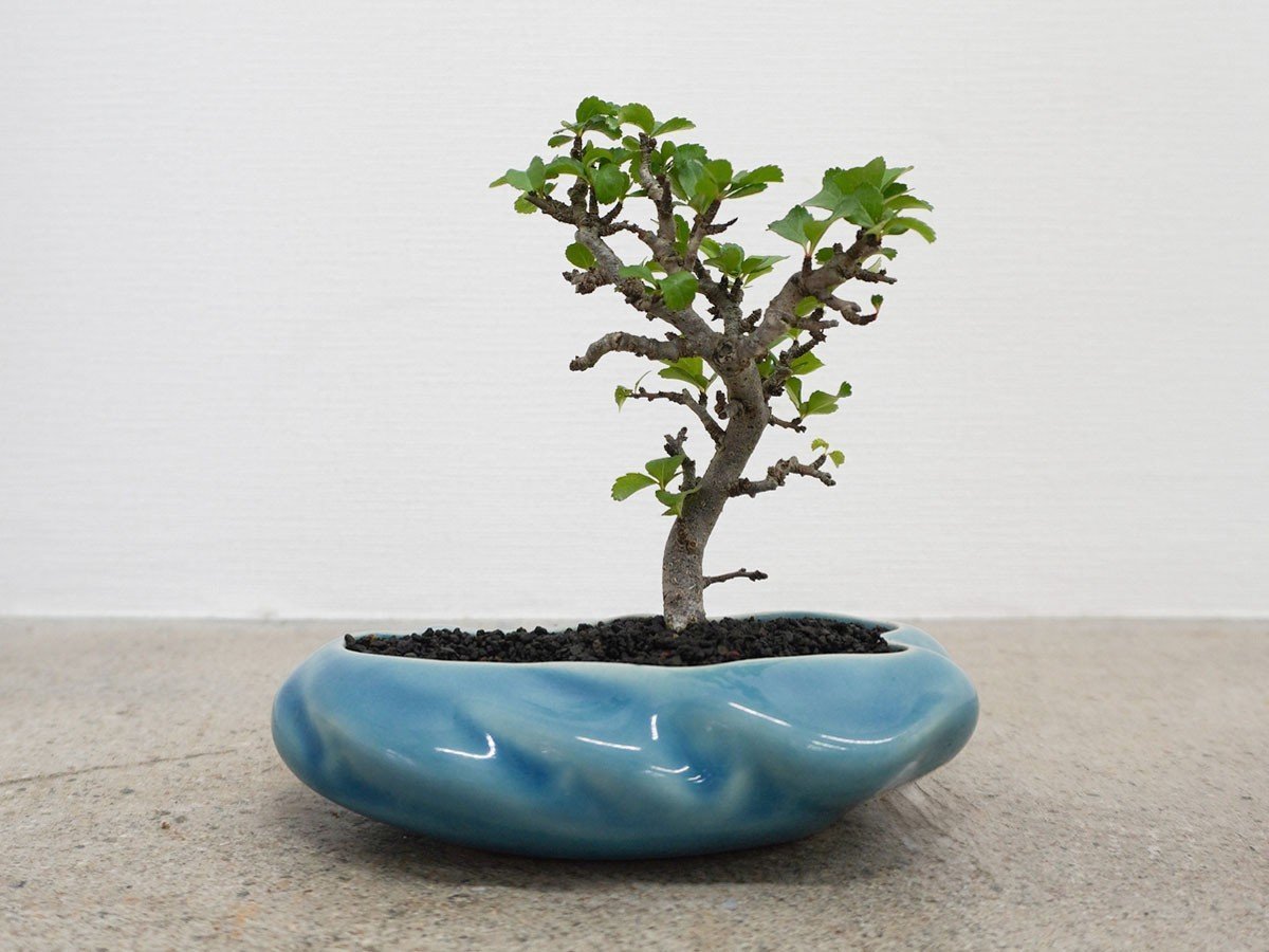 【ココン ボンサイ/KOKON BONSAI / GOODS】の浮雲 - UKIGUMO / 浮雲 + 盆栽 長寿梅 インテリア・キッズ・メンズ・レディースファッション・服の通販 founy(ファニー) 春 Spring 人気 Popular, Best Seller バケツ Bucket, Bucket Style モダン Modern, Contemporary 冬 Winter / This Winter S/S・春夏 SS, Spring/Summer, Warm Season 送料無料 Free Shipping おすすめ Recommended / Our Picks 夏 Summer ホーム・キャンプ・アウトドア・お取り寄せ Home Living / Home & Lifestyle / Camping Gear / Outdoor Camping 家具・インテリア Home Furniture & Interior. Stylish & Functional Living Spaces その他 インテリア雑貨、家具 Home Decor & Furniture Extras 群青|ID: prp329100004348312 ipo3291000000035514149