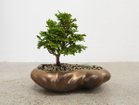 【ココン ボンサイ/KOKON BONSAI / GOODS】の浮雲 - UKIGUMO / 浮雲 + 盆栽 長寿梅 カラー「雨晒し」参考イメージ|ID: prp329100004348312 ipo3291000000035514150