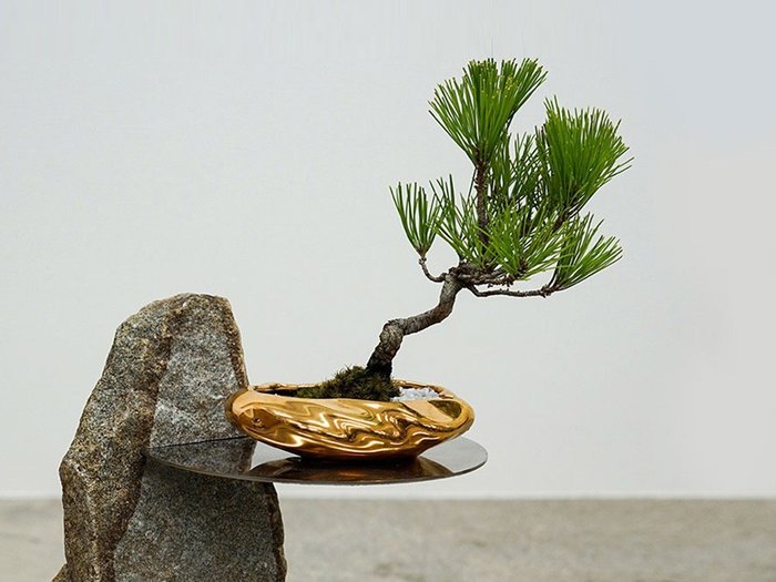 【ココン ボンサイ/KOKON BONSAI / GOODS】の浮雲 - UKIGUMO / 浮雲(メッキ塗装)+ 盆栽 黒松 インテリア・キッズ・メンズ・レディースファッション・服の通販 founy(ファニー) https://founy.com/ 春 Spring 人気 Popular, Best Seller バケツ Bucket, Bucket Style モダン Modern, Contemporary 冬 Winter / This Winter S/S・春夏 SS, Spring/Summer, Warm Season 送料無料 Free Shipping おすすめ Recommended / Our Picks 夏 Summer ホーム・キャンプ・アウトドア・お取り寄せ Home Living / Home & Lifestyle / Camping Gear / Outdoor Camping 家具・インテリア Home Furniture & Interior. Stylish & Functional Living Spaces その他 インテリア雑貨、家具 Home Decor & Furniture Extras |ID: prp329100004348313 ipo3291000000030359561