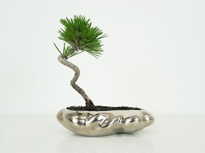 【ココン ボンサイ/KOKON BONSAI / GOODS】の浮雲 - UKIGUMO / 浮雲(メッキ塗装)+ 盆栽 黒松 インテリア・キッズ・メンズ・レディースファッション・服の通販 founy(ファニー) https://founy.com/ 春 Spring 人気 Popular, Best Seller バケツ Bucket, Bucket Style モダン Modern, Contemporary 冬 Winter / This Winter S/S・春夏 SS, Spring/Summer, Warm Season 送料無料 Free Shipping おすすめ Recommended / Our Picks 夏 Summer ホーム・キャンプ・アウトドア・お取り寄せ Home Living / Home & Lifestyle / Camping Gear / Outdoor Camping 家具・インテリア Home Furniture & Interior. Stylish & Functional Living Spaces その他 インテリア雑貨、家具 Home Decor & Furniture Extras |ID: prp329100004348313 ipo3291000000031464249
