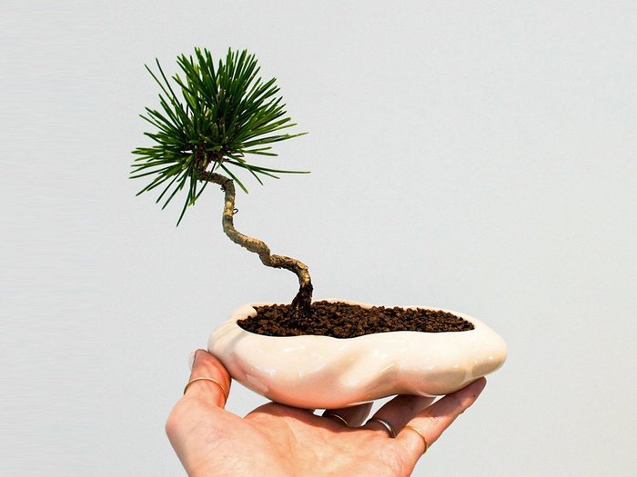【ココン ボンサイ/KOKON BONSAI / GOODS】の浮雲 - UKIGUMO / 浮雲 + 盆栽 黒松 インテリア・キッズ・メンズ・レディースファッション・服の通販 founy(ファニー) https://founy.com/ 春 Spring 人気 Popular, Best Seller バケツ Bucket, Bucket Style モダン Modern, Contemporary 冬 Winter / This Winter S/S・春夏 SS, Spring/Summer, Warm Season 送料無料 Free Shipping おすすめ Recommended / Our Picks 夏 Summer ホーム・キャンプ・アウトドア・お取り寄せ Home Living / Home & Lifestyle / Camping Gear / Outdoor Camping 家具・インテリア Home Furniture & Interior. Stylish & Functional Living Spaces その他 インテリア雑貨、家具 Home Decor & Furniture Extras |ID: prp329100004348314 ipo3291000000030359569