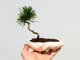 【ココン ボンサイ/KOKON BONSAI / GOODS】の浮雲 - UKIGUMO / 浮雲 + 盆栽 黒松 人気、トレンドファッション・服の通販 founy(ファニー) 春 Spring 人気 Popular, Best Seller バケツ Bucket, Bucket Style モダン Modern, Contemporary 冬 Winter / This Winter S/S・春夏 SS, Spring/Summer, Warm Season 送料無料 Free Shipping おすすめ Recommended / Our Picks 夏 Summer ホーム・キャンプ・アウトドア・お取り寄せ Home Living / Home & Lifestyle / Camping Gear / Outdoor Camping 家具・インテリア Home Furniture & Interior. Stylish & Functional Living Spaces その他 インテリア雑貨、家具 Home Decor & Furniture Extras |ID:prp329100004348314