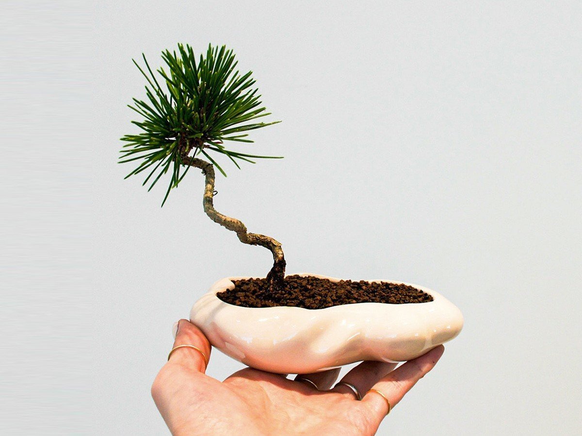 【ココン ボンサイ/KOKON BONSAI / GOODS】の浮雲 - UKIGUMO / 浮雲 + 盆栽 黒松 インテリア・キッズ・メンズ・レディースファッション・服の通販 founy(ファニー) 　春　Spring　人気　Popular, Best Seller　バケツ　Bucket, Bucket Style　モダン　Modern, Contemporary　冬　Winter / This Winter　S/S・春夏　SS, Spring/Summer, Warm Season　送料無料　Free Shipping　おすすめ　Recommended / Our Picks　夏　Summer　ホーム・キャンプ・アウトドア・お取り寄せ　Home Living / Home & Lifestyle / Camping Gear / Outdoor Camping　家具・インテリア　Home Furniture & Interior. Stylish & Functional Living Spaces　その他 インテリア雑貨、家具　Home Decor & Furniture Extras　めれんげ|ID: prp329100004348314 ipo3291000000030359570