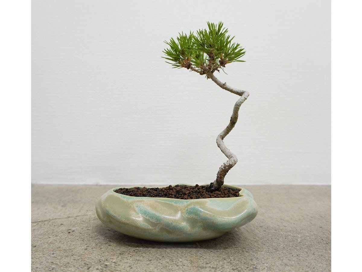 【ココン ボンサイ/KOKON BONSAI / GOODS】の浮雲 - UKIGUMO / 浮雲 + 盆栽 黒松 インテリア・キッズ・メンズ・レディースファッション・服の通販 founy(ファニー) 　春　Spring　人気　Popular, Best Seller　バケツ　Bucket, Bucket Style　モダン　Modern, Contemporary　冬　Winter / This Winter　S/S・春夏　SS, Spring/Summer, Warm Season　送料無料　Free Shipping　おすすめ　Recommended / Our Picks　夏　Summer　ホーム・キャンプ・アウトドア・お取り寄せ　Home Living / Home & Lifestyle / Camping Gear / Outdoor Camping　家具・インテリア　Home Furniture & Interior. Stylish & Functional Living Spaces　その他 インテリア雑貨、家具　Home Decor & Furniture Extras　きせきみどり|ID: prp329100004348314 ipo3291000000030359572