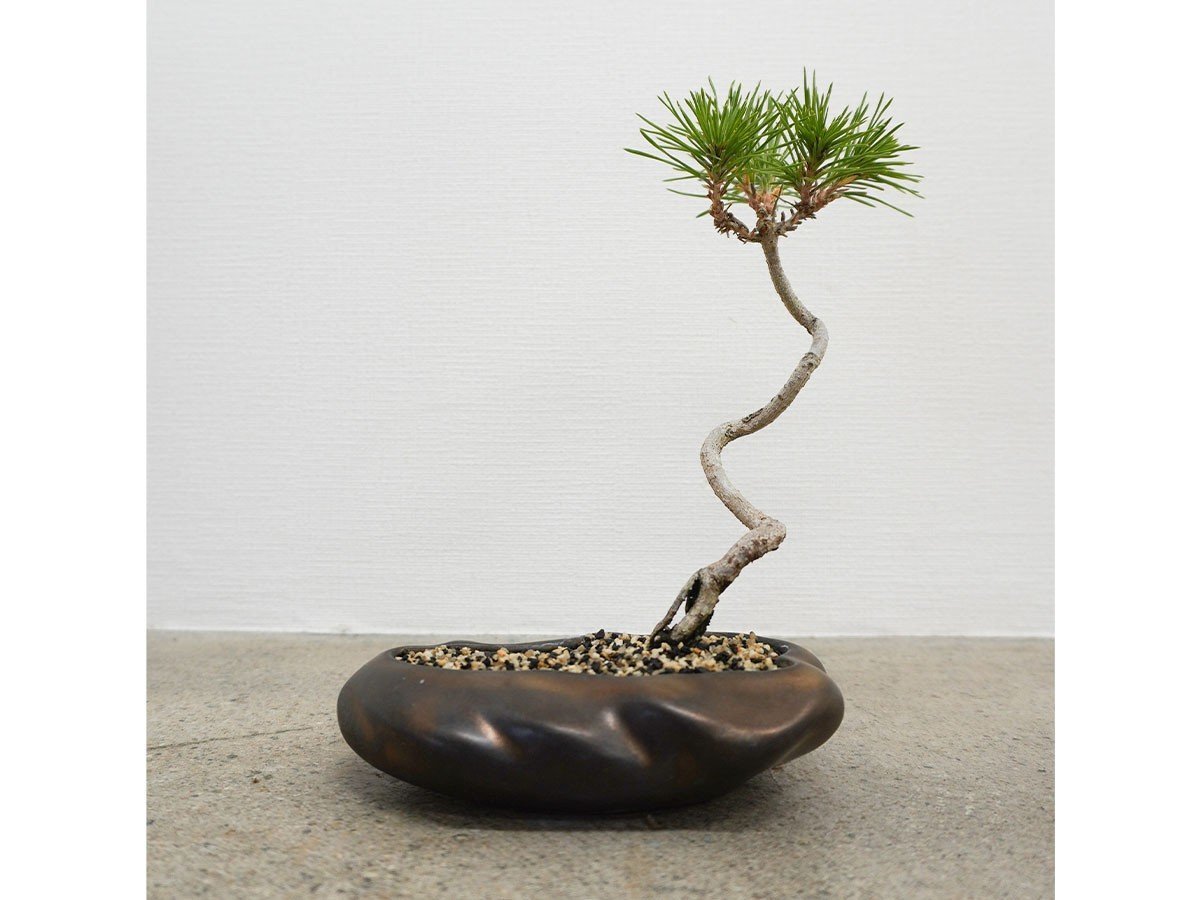 【ココン ボンサイ/KOKON BONSAI / GOODS】の浮雲 - UKIGUMO / 浮雲 + 盆栽 黒松 インテリア・キッズ・メンズ・レディースファッション・服の通販 founy(ファニー) 　春　Spring　人気　Popular, Best Seller　バケツ　Bucket, Bucket Style　モダン　Modern, Contemporary　冬　Winter / This Winter　S/S・春夏　SS, Spring/Summer, Warm Season　送料無料　Free Shipping　おすすめ　Recommended / Our Picks　夏　Summer　ホーム・キャンプ・アウトドア・お取り寄せ　Home Living / Home & Lifestyle / Camping Gear / Outdoor Camping　家具・インテリア　Home Furniture & Interior. Stylish & Functional Living Spaces　その他 インテリア雑貨、家具　Home Decor & Furniture Extras　雨晒し|ID: prp329100004348314 ipo3291000000030359574