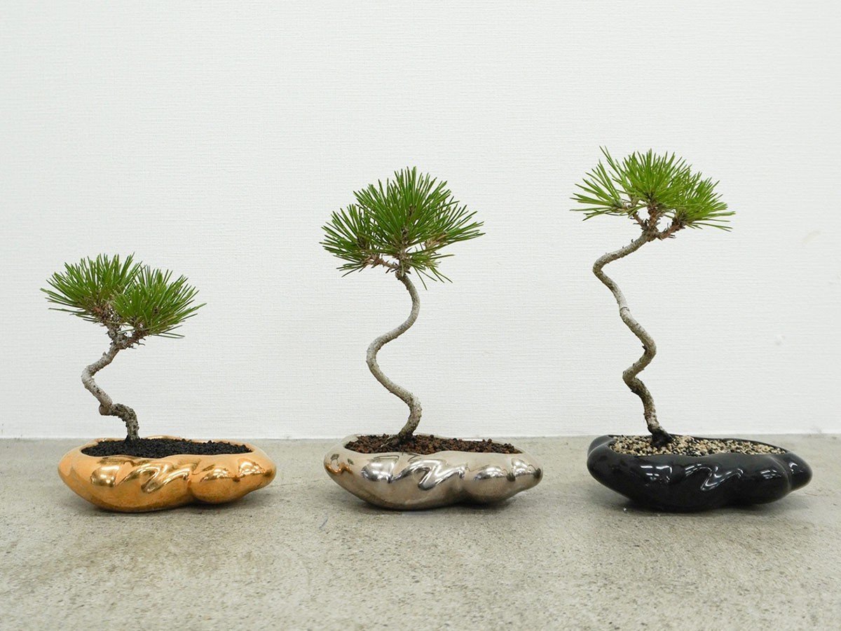 【ココン ボンサイ/KOKON BONSAI / GOODS】の浮雲 - UKIGUMO / 浮雲 + 盆栽 黒松 インテリア・キッズ・メンズ・レディースファッション・服の通販 founy(ファニー) 　春　Spring　人気　Popular, Best Seller　バケツ　Bucket, Bucket Style　モダン　Modern, Contemporary　冬　Winter / This Winter　S/S・春夏　SS, Spring/Summer, Warm Season　送料無料　Free Shipping　おすすめ　Recommended / Our Picks　夏　Summer　ホーム・キャンプ・アウトドア・お取り寄せ　Home Living / Home & Lifestyle / Camping Gear / Outdoor Camping　家具・インテリア　Home Furniture & Interior. Stylish & Functional Living Spaces　その他 インテリア雑貨、家具　Home Decor & Furniture Extras　盆栽は1点ごとに大きさや枝ぶりが異なります。|ID: prp329100004348314 ipo3291000000030359575