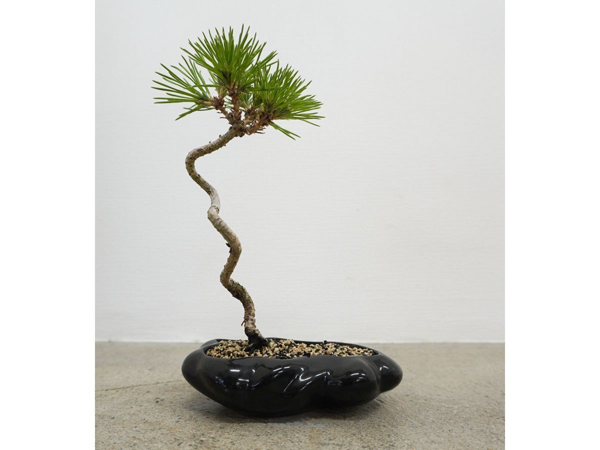 【ココン ボンサイ/KOKON BONSAI / GOODS】の浮雲 - UKIGUMO / 浮雲 + 盆栽 黒松 インテリア・キッズ・メンズ・レディースファッション・服の通販 founy(ファニー) 　春　Spring　人気　Popular, Best Seller　バケツ　Bucket, Bucket Style　モダン　Modern, Contemporary　冬　Winter / This Winter　S/S・春夏　SS, Spring/Summer, Warm Season　送料無料　Free Shipping　おすすめ　Recommended / Our Picks　夏　Summer　ホーム・キャンプ・アウトドア・お取り寄せ　Home Living / Home & Lifestyle / Camping Gear / Outdoor Camping　家具・インテリア　Home Furniture & Interior. Stylish & Functional Living Spaces　その他 インテリア雑貨、家具　Home Decor & Furniture Extras　漆黒|ID: prp329100004348314 ipo3291000000030359577