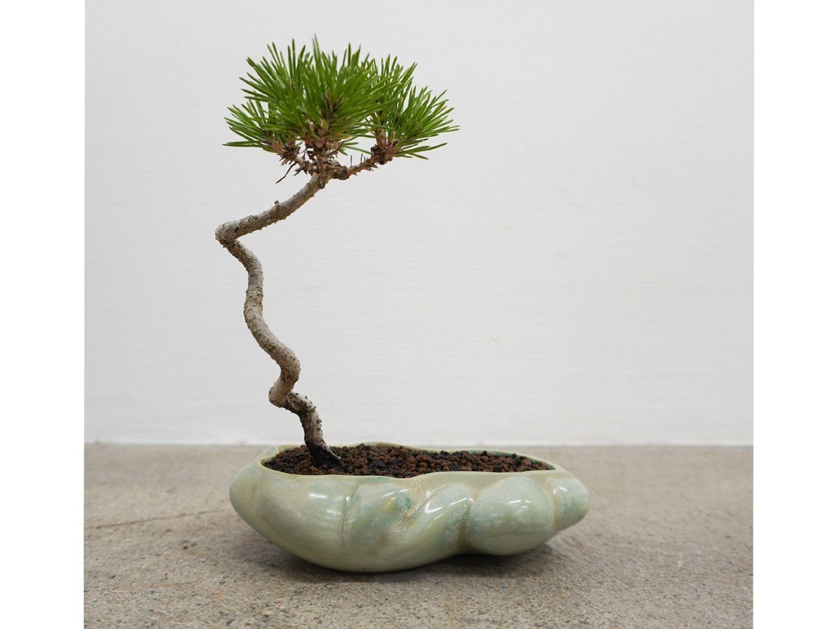 【ココン ボンサイ/KOKON BONSAI / GOODS】の浮雲 - UKIGUMO / 浮雲 + 盆栽 黒松 インテリア・キッズ・メンズ・レディースファッション・服の通販 founy(ファニー) 　春　Spring　人気　Popular, Best Seller　バケツ　Bucket, Bucket Style　モダン　Modern, Contemporary　冬　Winter / This Winter　S/S・春夏　SS, Spring/Summer, Warm Season　送料無料　Free Shipping　おすすめ　Recommended / Our Picks　夏　Summer　ホーム・キャンプ・アウトドア・お取り寄せ　Home Living / Home & Lifestyle / Camping Gear / Outdoor Camping　家具・インテリア　Home Furniture & Interior. Stylish & Functional Living Spaces　その他 インテリア雑貨、家具　Home Decor & Furniture Extras　きせきみどり|ID: prp329100004348314 ipo3291000000030359578