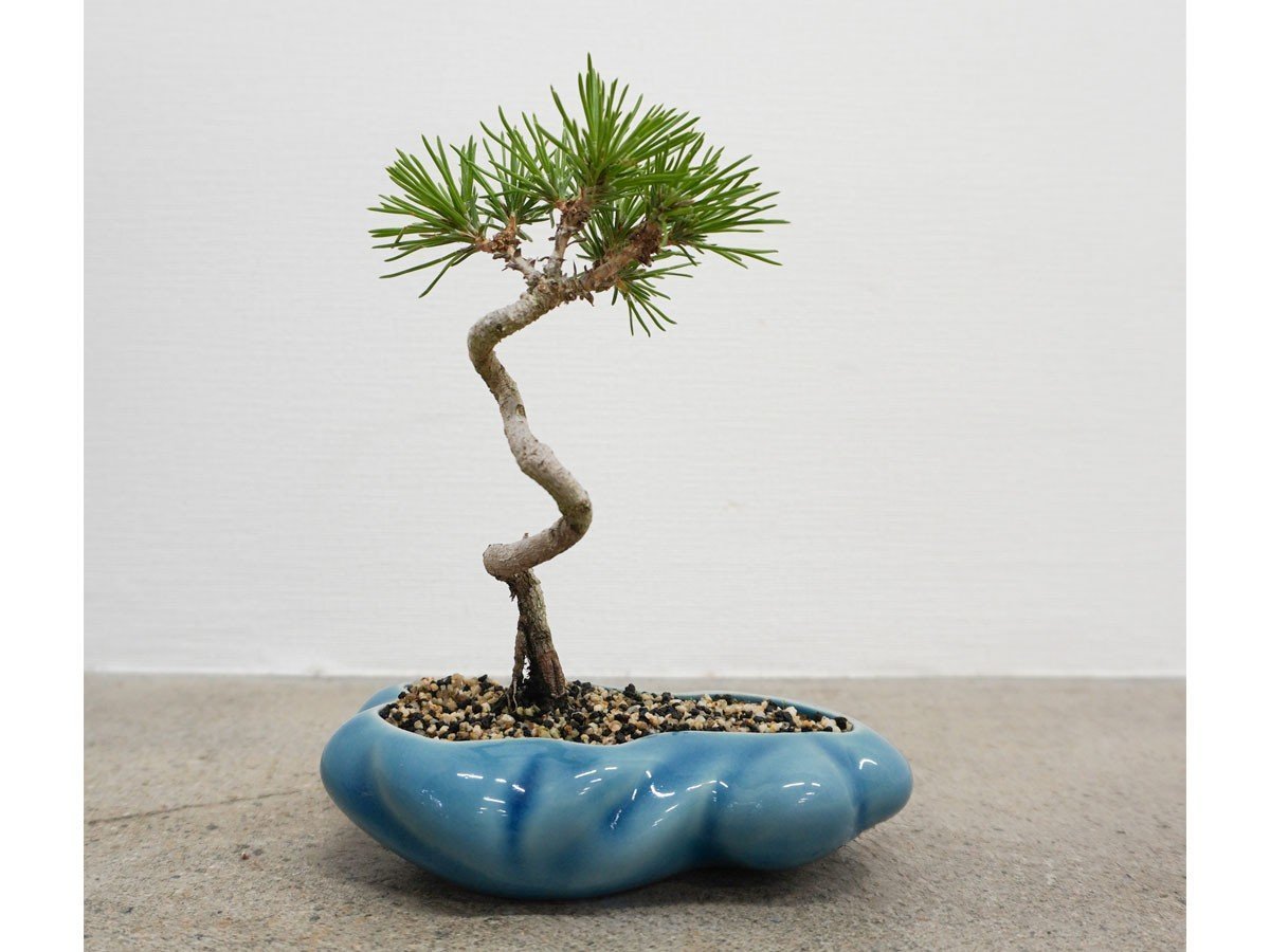 【ココン ボンサイ/KOKON BONSAI / GOODS】の浮雲 - UKIGUMO / 浮雲 + 盆栽 黒松 インテリア・キッズ・メンズ・レディースファッション・服の通販 founy(ファニー) 　春　Spring　人気　Popular, Best Seller　バケツ　Bucket, Bucket Style　モダン　Modern, Contemporary　冬　Winter / This Winter　S/S・春夏　SS, Spring/Summer, Warm Season　送料無料　Free Shipping　おすすめ　Recommended / Our Picks　夏　Summer　ホーム・キャンプ・アウトドア・お取り寄せ　Home Living / Home & Lifestyle / Camping Gear / Outdoor Camping　家具・インテリア　Home Furniture & Interior. Stylish & Functional Living Spaces　その他 インテリア雑貨、家具　Home Decor & Furniture Extras　群青|ID: prp329100004348314 ipo3291000000030359579