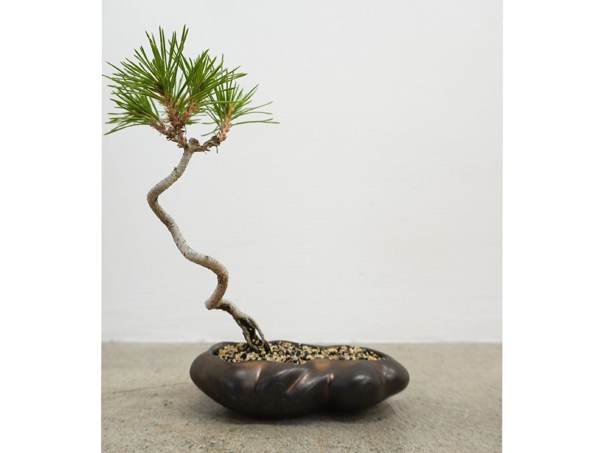 【ココン ボンサイ/KOKON BONSAI / GOODS】の浮雲 - UKIGUMO / 浮雲 + 盆栽 黒松 インテリア・キッズ・メンズ・レディースファッション・服の通販 founy(ファニー) 　春　Spring　人気　Popular, Best Seller　バケツ　Bucket, Bucket Style　モダン　Modern, Contemporary　冬　Winter / This Winter　S/S・春夏　SS, Spring/Summer, Warm Season　送料無料　Free Shipping　おすすめ　Recommended / Our Picks　夏　Summer　ホーム・キャンプ・アウトドア・お取り寄せ　Home Living / Home & Lifestyle / Camping Gear / Outdoor Camping　家具・インテリア　Home Furniture & Interior. Stylish & Functional Living Spaces　その他 インテリア雑貨、家具　Home Decor & Furniture Extras　雨晒し|ID: prp329100004348314 ipo3291000000030359580