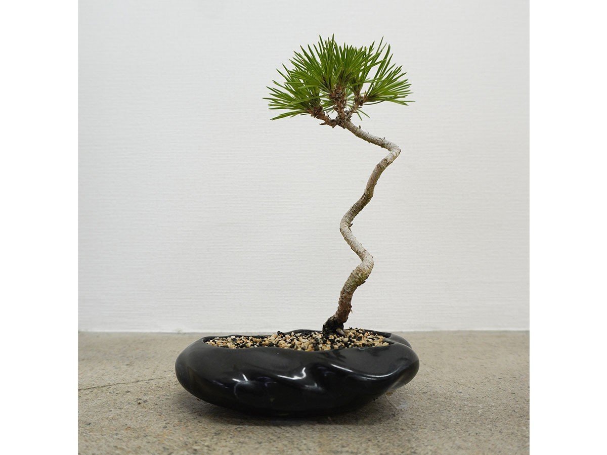 【ココン ボンサイ/KOKON BONSAI / GOODS】の浮雲 - UKIGUMO / 浮雲 + 盆栽 黒松 人気、トレンドファッション・服の通販 founy(ファニー) 　春　Spring　人気　Popular, Best Seller　バケツ　Bucket, Bucket Style　モダン　Modern, Contemporary　冬　Winter / This Winter　S/S・春夏　SS, Spring/Summer, Warm Season　送料無料　Free Shipping　おすすめ　Recommended / Our Picks　夏　Summer　ホーム・キャンプ・アウトドア・お取り寄せ　Home Living / Home & Lifestyle / Camping Gear / Outdoor Camping　家具・インテリア　Home Furniture & Interior. Stylish & Functional Living Spaces　その他 インテリア雑貨、家具　Home Decor & Furniture Extras　other-2|ID: prp329100004348314 ipo3291000000031464256