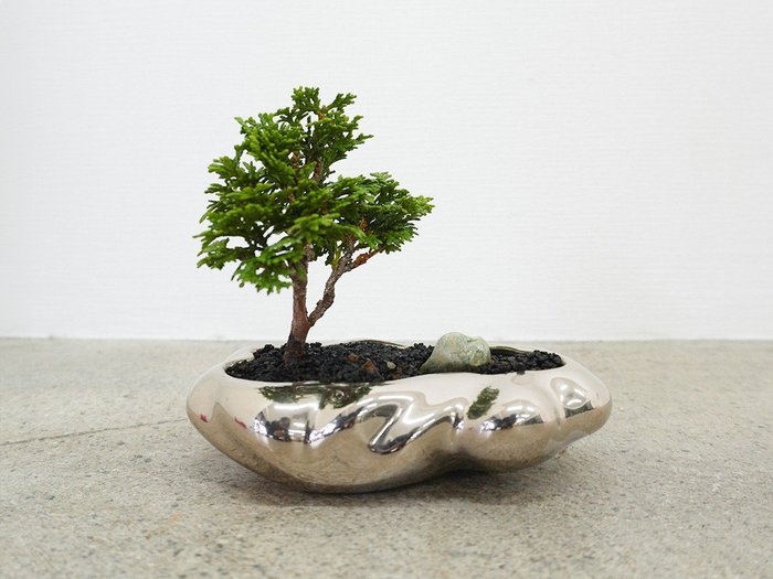 【ココン ボンサイ/KOKON BONSAI / GOODS】の浮雲 - UKIGUMO / 浮雲(メッキ塗装)+ 盆栽 津山桧 インテリア・キッズ・メンズ・レディースファッション・服の通販 founy(ファニー) https://founy.com/ 春 Spring バケツ Bucket, Bucket Style モダン Modern, Contemporary 冬 Winter / This Winter S/S・春夏 SS, Spring/Summer, Warm Season 送料無料 Free Shipping おすすめ Recommended / Our Picks 夏 Summer ホーム・キャンプ・アウトドア・お取り寄せ Home Living / Home & Lifestyle / Camping Gear / Outdoor Camping 家具・インテリア Home Furniture & Interior. Stylish & Functional Living Spaces その他 インテリア雑貨、家具 Home Decor & Furniture Extras |ID: prp329100004348315 ipo3291000000031464265