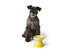 【ル クルーゼ/Le Creuset / GOODS】のHigh Stand Pet Bowl / ハイスタンド・ペットボール 人気、トレンドファッション・服の通販 founy(ファニー) おすすめ Recommend コレクション Collection フランス France 犬 Dog 猫 Cat ホーム・キャンプ・アウトドア・お取り寄せ Home,Garden,Outdoor,Camping Gear 家具・インテリア Furniture その他 インテリア雑貨、家具 Furniture, Interior, Others |ID:prp329100004389219