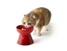 【ル クルーゼ/Le Creuset / GOODS】のHigh Stand Pet Bowl / ハイスタンド・ペットボール 人気、トレンドファッション・服の通販 founy(ファニー) おすすめ Recommend コレクション Collection フランス France 犬 Dog 猫 Cat ホーム・キャンプ・アウトドア・お取り寄せ Home,Garden,Outdoor,Camping Gear 家具・インテリア Furniture その他 インテリア雑貨、家具 Furniture, Interior, Others thumbnail チェリーレッド|ID: prp329100004389219 ipo3291000000030683351