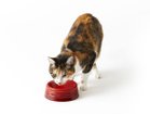 【ル クルーゼ/Le Creuset / GOODS】のPet Bowl M / ペットボール M 人気、トレンドファッション・服の通販 founy(ファニー) おすすめ Recommend コレクション Collection フランス France 犬 Dog ホーム・キャンプ・アウトドア・お取り寄せ Home,Garden,Outdoor,Camping Gear 家具・インテリア Furniture その他 インテリア雑貨、家具 Furniture, Interior, Others thumbnail 参考イメージ|ID: prp329100004389222 ipo3291000000030683369