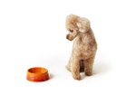 【ル クルーゼ/Le Creuset / GOODS】のPet Bowl M / ペットボール M 人気、トレンドファッション・服の通販 founy(ファニー) おすすめ Recommend コレクション Collection フランス France 犬 Dog ホーム・キャンプ・アウトドア・お取り寄せ Home,Garden,Outdoor,Camping Gear 家具・インテリア Furniture その他 インテリア雑貨、家具 Furniture, Interior, Others thumbnail 参考イメージ|ID: prp329100004389222 ipo3291000000030683370