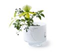 【ヘンリーディーン/Henry Dean / GOODS】のV.Akiko L / V.アキコ L(スタンダードカラー) ヴェナート|ID: prp329100004537415 ipo3291000000032063359